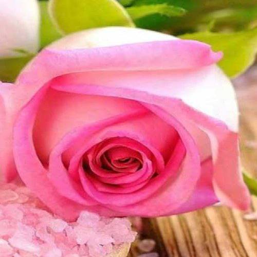 داوود روحانی بی احساس